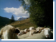 La Transhumance des moutons
